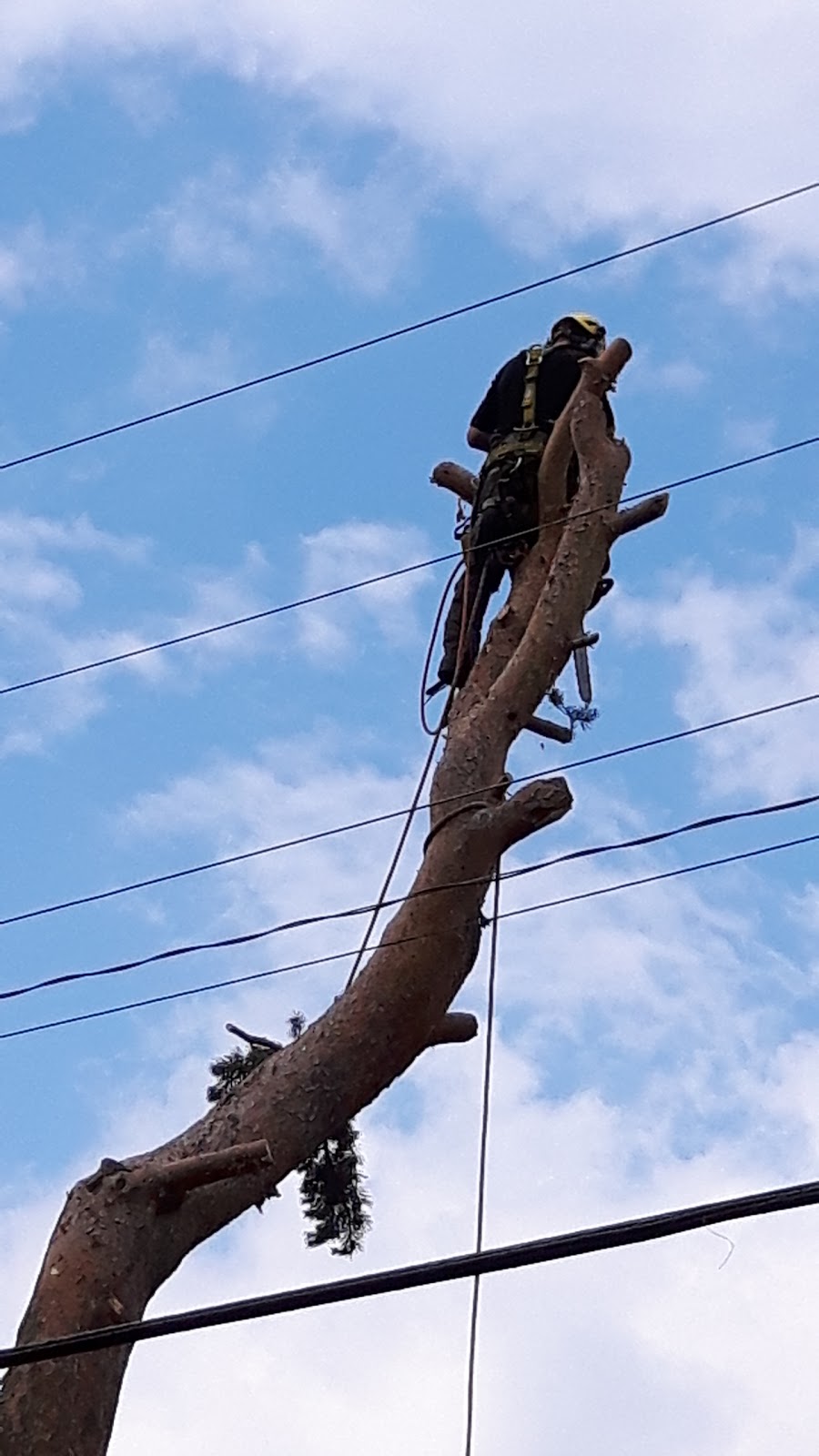 Arboriculture Nicolas Gosselin | 204 Chemin des Ormeaux, Sainte-Catherine-de-la-Jacques-Cartier, QC G3N 0T8, Canada | Phone: (418) 559-5690