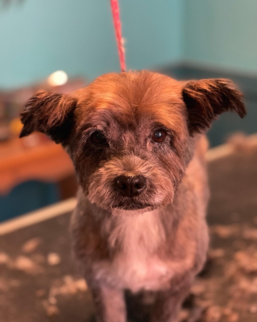 All for the woof | 5324 Main St, Orono, ON L0B 1M0, Canada | Phone: (289) 830-2281