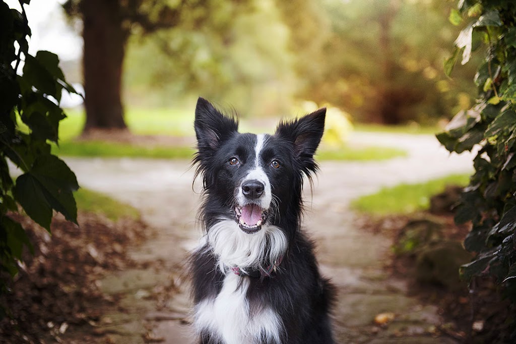 Pupcake Photography | 241 Willowridge Ct, Oakville, ON L6L 5J1, Canada | Phone: (905) 330-5393