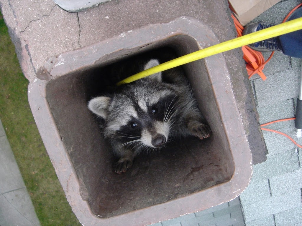 Skedaddle Humane Wildlife Control | 1645 Finfar Ct, Mississauga, ON L5J 4K1, Canada | Phone: (877) 222-9453