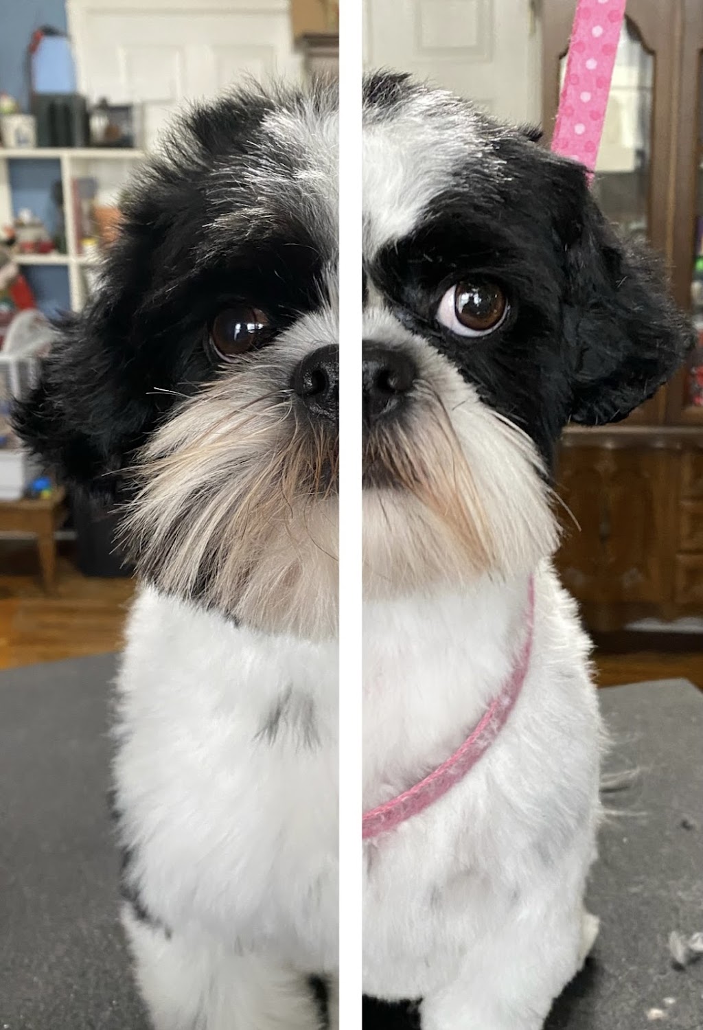 Nail to Tail pet grooming | 1334 Armour Rd, Peterborough, ON K9H 0E2, Canada | Phone: (705) 745-2581