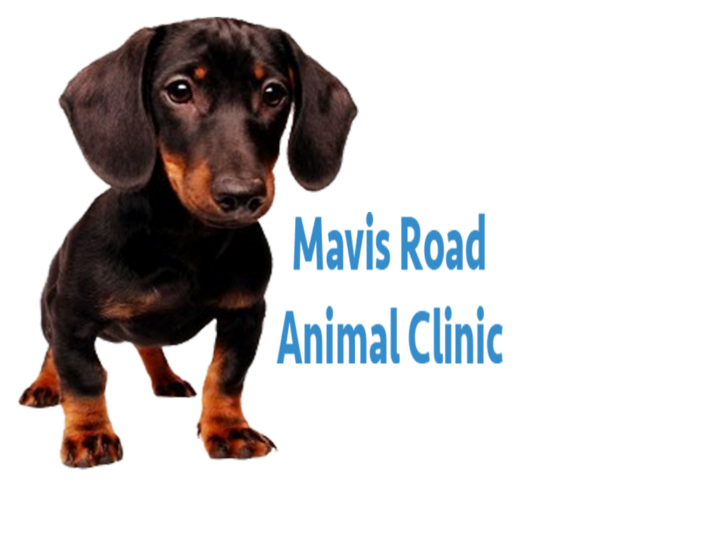 Mavis Road Animal Clinic | 3095 Wolfedale Rd, Mississauga, ON L5C 1V8, Canada | Phone: (905) 275-2782