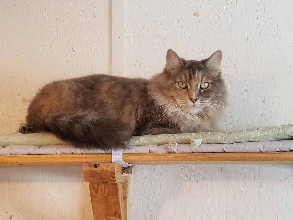 Loyalist Humane Society | 1297 County Rd 4, Prince Edward, ON K0K 2T0, Canada | Phone: (613) 476-4951