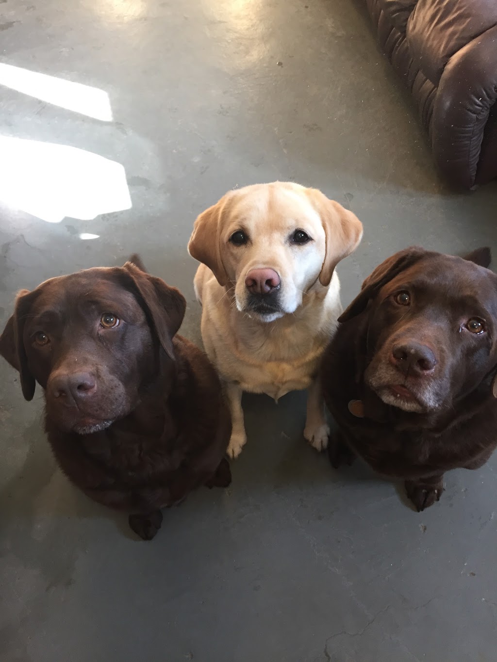 Quest Canine Services | 46393 Roberts Line, Sparta, ON N0L 2H0, Canada | Phone: (519) 615-0630