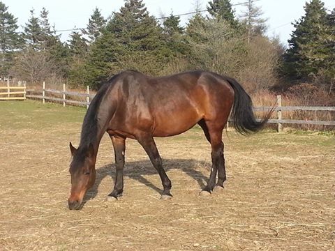 Rainbows End Equestrian Centre & ET Stitchery | 7153 NS-207, West Chezzetcook, NS B0J 1N0, Canada | Phone: (902) 802-8674