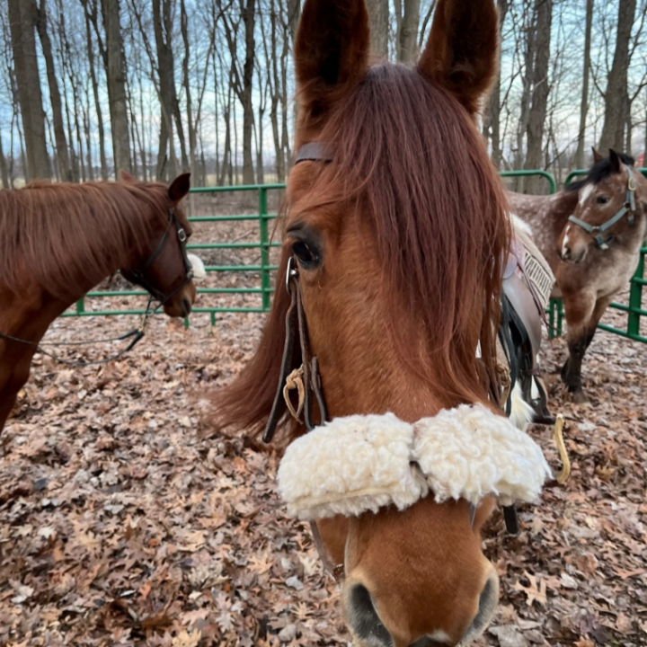 Horseshoe Ranch | 567 Charlotteville Rd 1, St Williams, ON N0E 1P0, Canada | Phone: (226) 228-3536