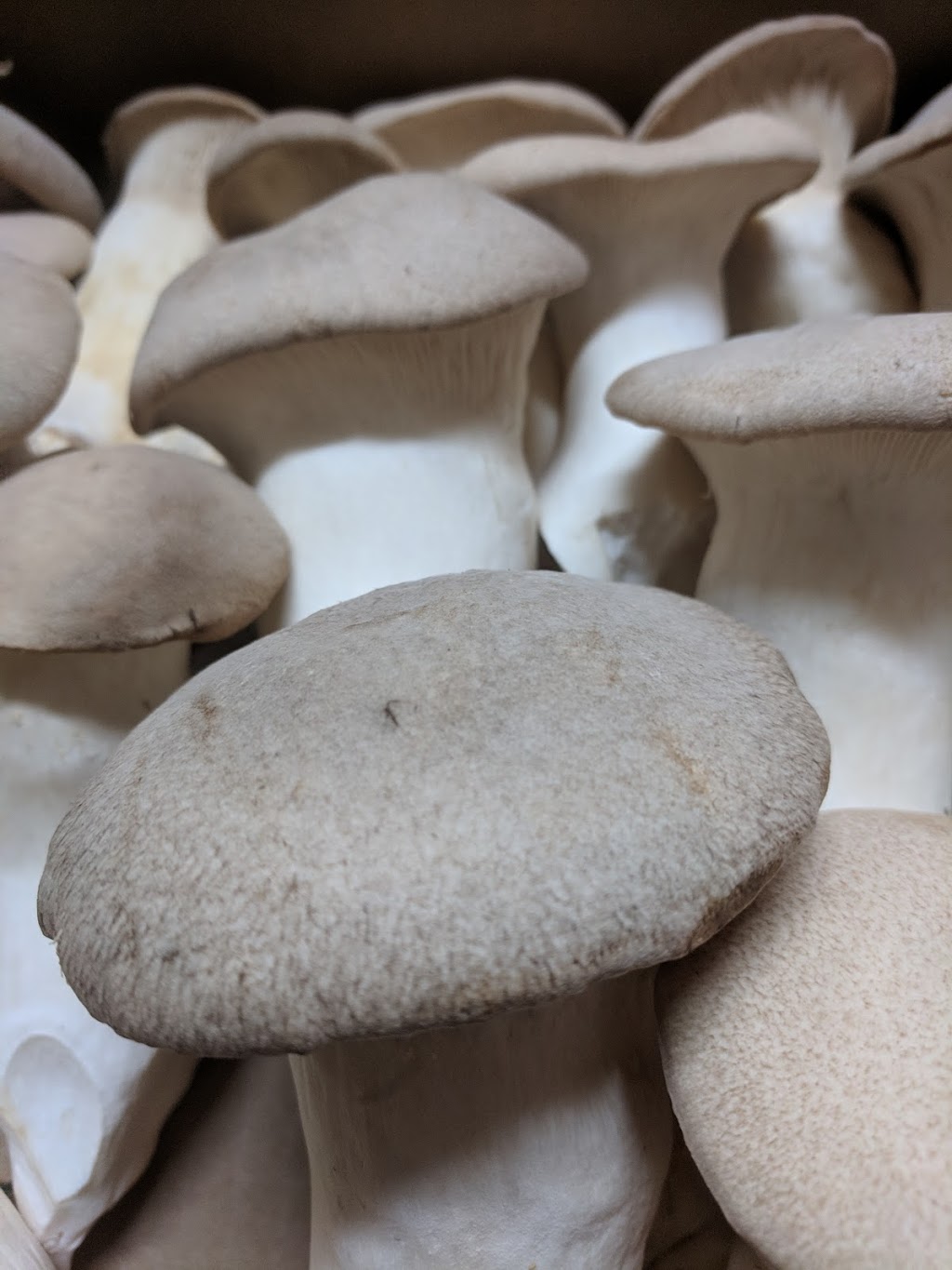 Mushroom Kingdom | 5278 248 St, Aldergrove, BC V4W 1A7, Canada | Phone: (778) 551-0909