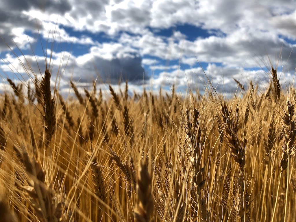 Twin Spruce Community Food Forest | Red Deer, AB T4R 2T3, Canada | Phone: (403) 342-8203