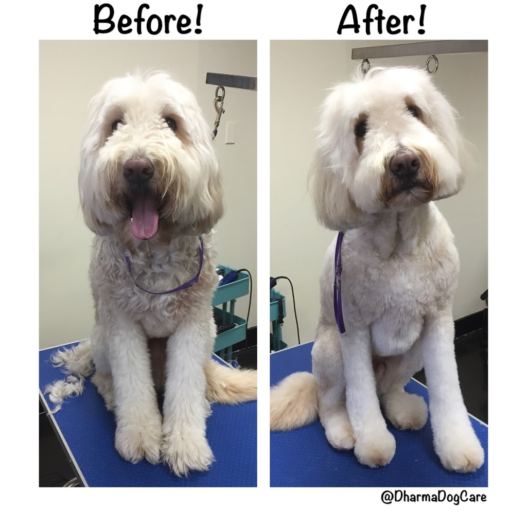 Dharma Dog Services | 7239 Fraser St, Vancouver, BC V5X 3V8, Canada | Phone: (604) 327-3649