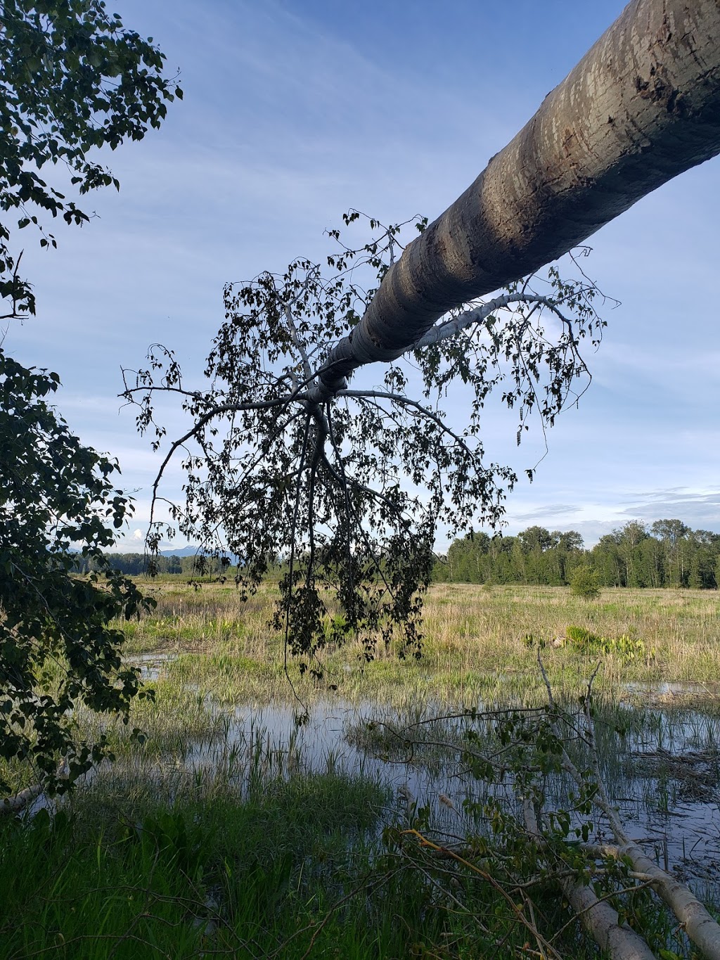 Mcneeleys Trail | 5011 River Rd, Delta, BC V4K 4V9, Canada