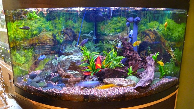 Oasis Animale | 192 QC-138, Donnacona, QC G3M 1C2, Canada | Phone: (418) 285-2356