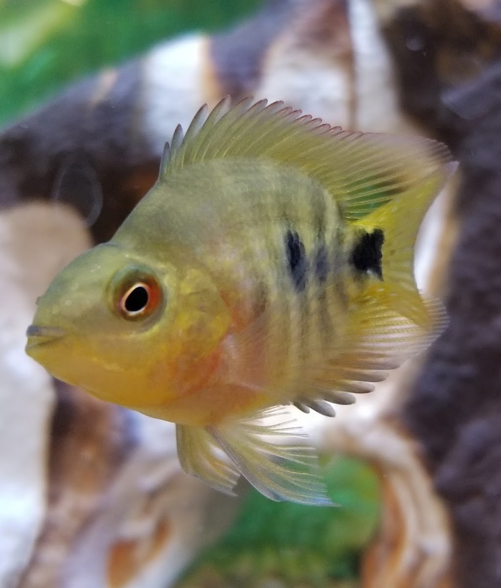 PetSmart | 3020 Meadows Pkwy Unit 120, Saskatoon, SK S7V 0R6, Canada | Phone: (306) 242-3520