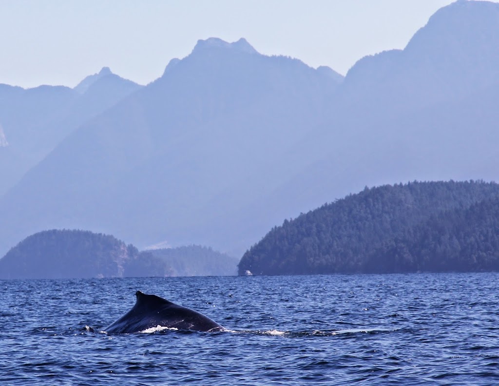 Powell River Sea Kayak Ltd. | 10676 Crowther Rd, Powell River, BC V8A 0G4, Canada | Phone: (604) 483-2160