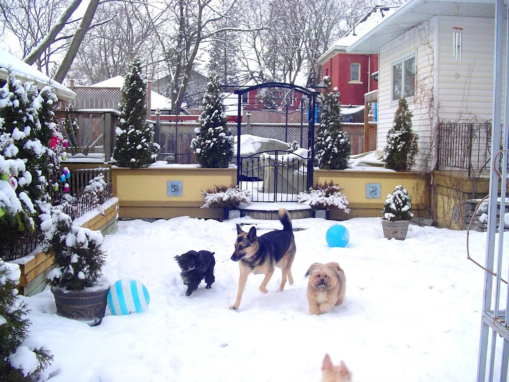 Our Dog Spot | 101 Hollands Rd, Greater Napanee, ON K7R 3K8, Canada | Phone: (613) 354-7682