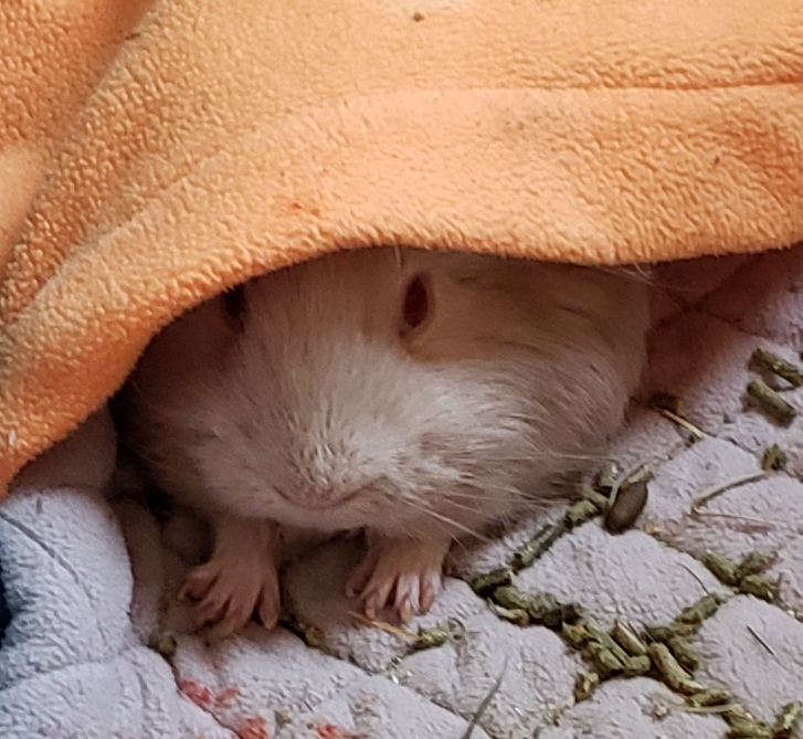 Sanctuary Veterinary Hospital | #236, 241 Sage Valley Common, Northwest, Calgary, AB T3R 1T8, Canada | Phone: (403) 295-0305