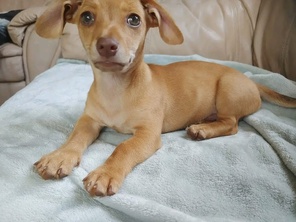 Maria Dachund Puppy Forhome | 5513 Elcho Rd, Wellandport, ON L0R 2J0, Canada | Phone: (416) 242-4378