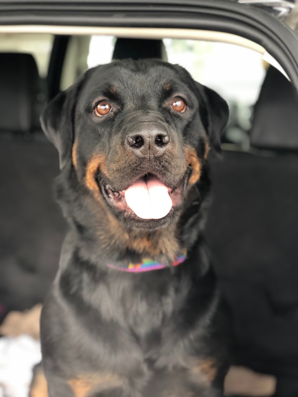 Pauls Dog Training Company | Golf Course Dr, Blind Bay, BC V0E 1H2, Canada | Phone: (604) 314-6422