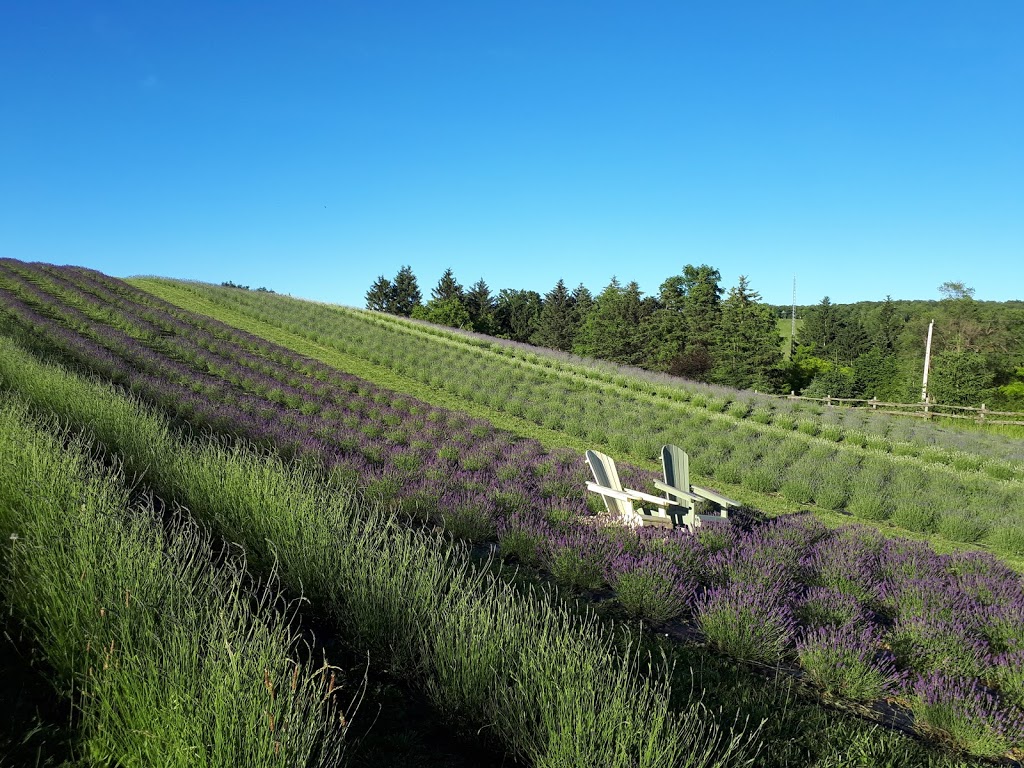 Kelso Lavender | 8649 Appleby Line, Campbellville, ON L0P 1B0, Canada | Phone: (647) 473-4007