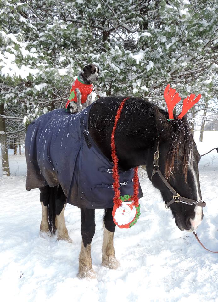 Langman Farms & Equestrian Centre | 2591 Bass Lake Side Rd E, Oro-Medonte, ON L3V 2Z2, Canada | Phone: (705) 345-9689