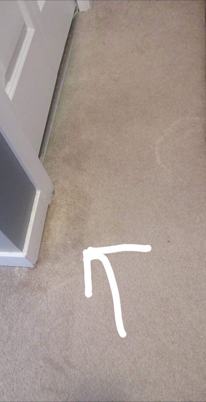 Carpet Plus Cleaning | 2229 Casey Cres SW, Edmonton, AB T6W 3M6, Canada | Phone: (780) 807-0908