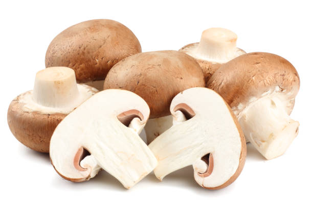 portperrymushrooms | 2360 Puckrin Dr, Seagrave, ON L0C 1G0, Canada | Phone: (416) 509-7127