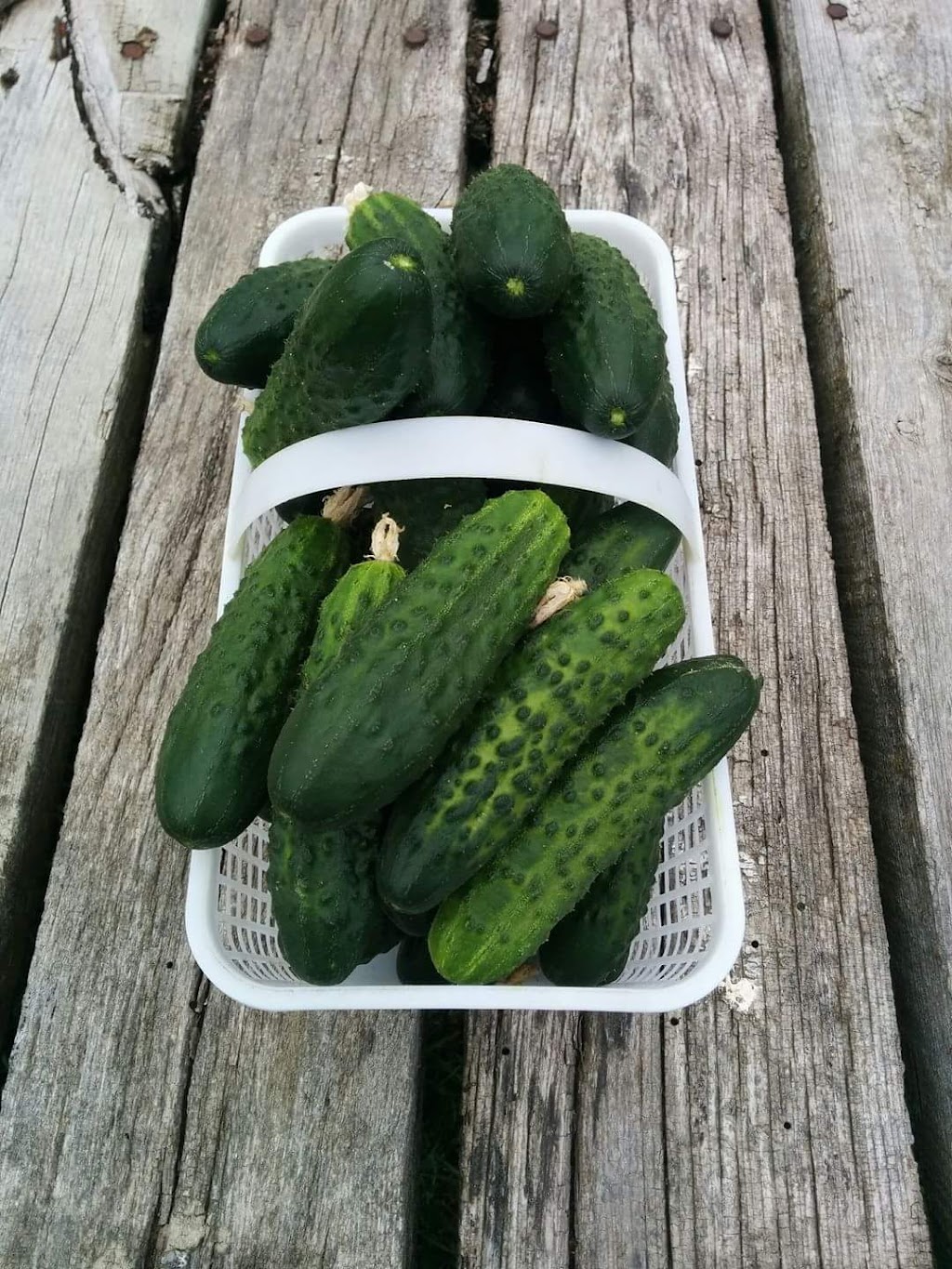 Three Hill Farm | 112 Chem. Conroy, Chapeau, QC J0X 1M0, Canada | Phone: (613) 281-4553