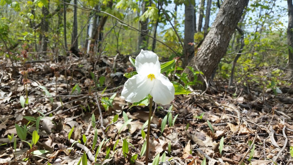 Village Way Trail - Blue Mountain | 221 Swiss Meadows Blvd, Ravenna, ON N0H 2E0, Canada
