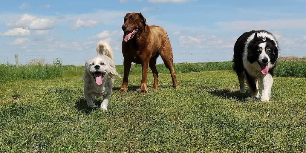 Western Kennels | 3 SW 15 - 35 -11 W, Perdue, SK S0K 3C0, Canada | Phone: (306) 329-4997