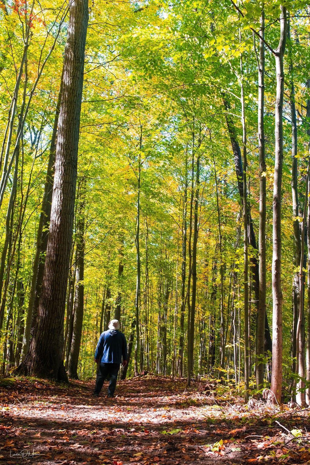 Drynan Regional Forest | 1226 Dumfries Rd, Ayr, ON N0B 1E0, Canada