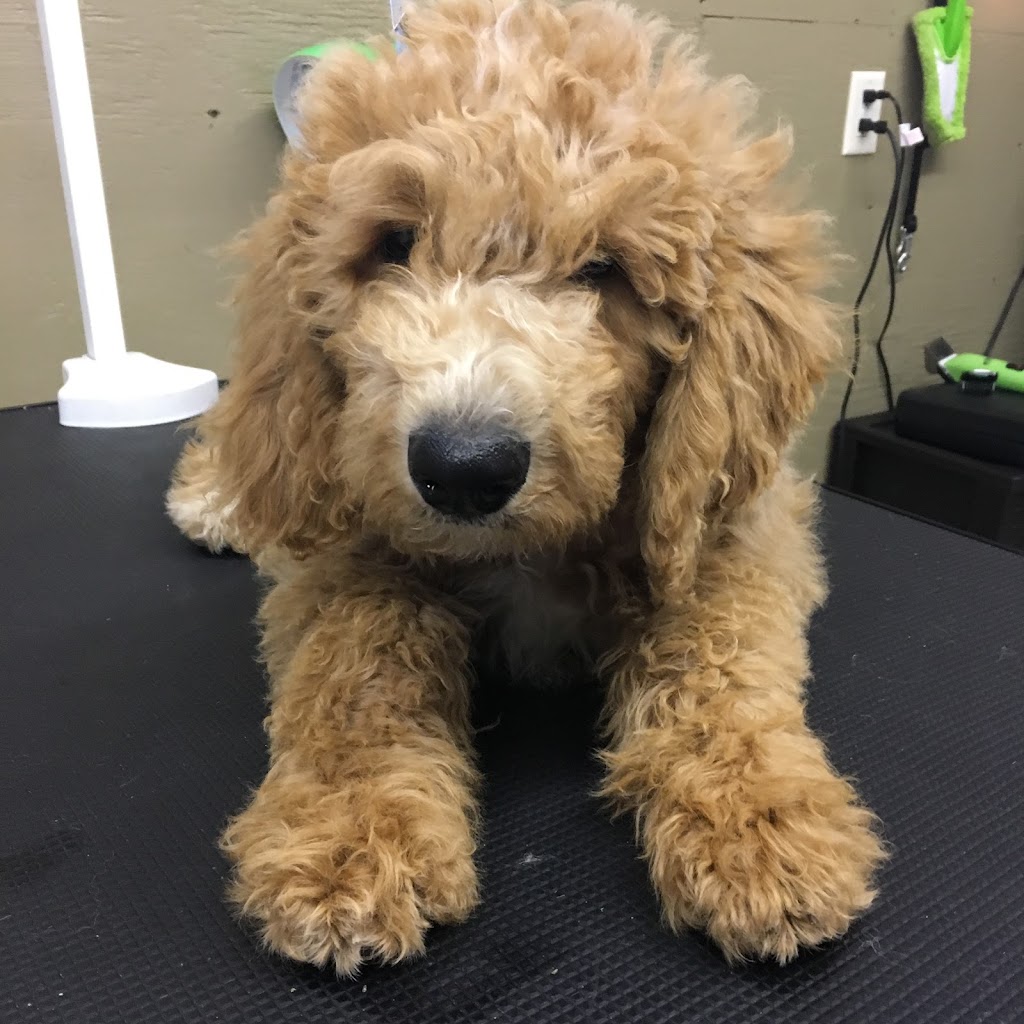 Puss & Pooch Grooming | 391 Cross Rd, Belmont, NS B0M 1C0, Canada | Phone: (902) 305-3450