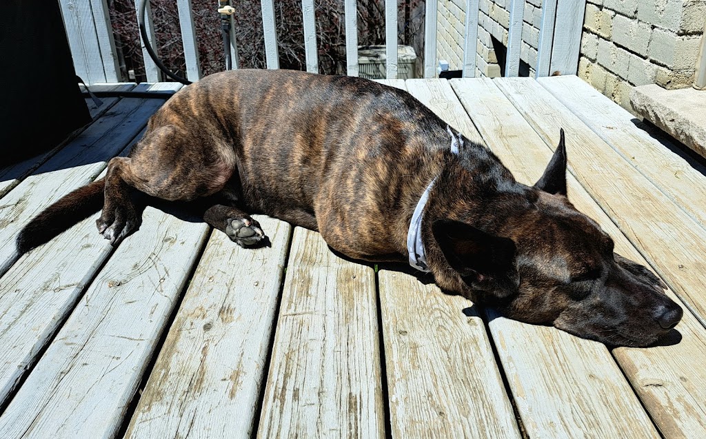 Bark & Fitz - Brantford | 230 Shellard Ln, Brantford, ON N3T 0B9, Canada | Phone: (365) 250-1005