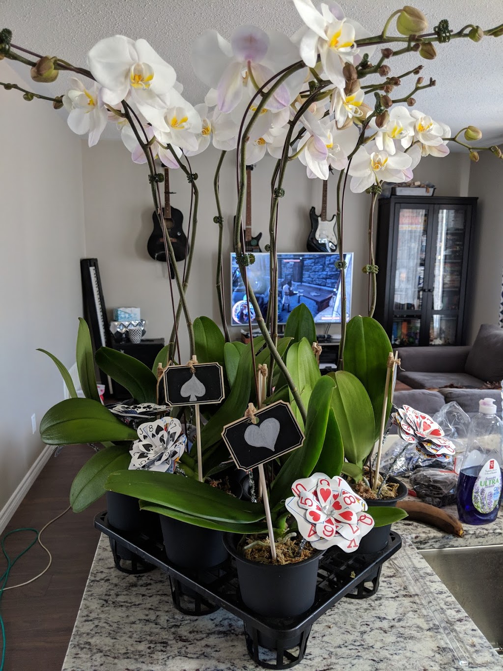 Crystal Star Nursery | 20815 2nd Concession Rd, East Gwillimbury, ON L9N 0G9, Canada | Phone: (905) 478-8398