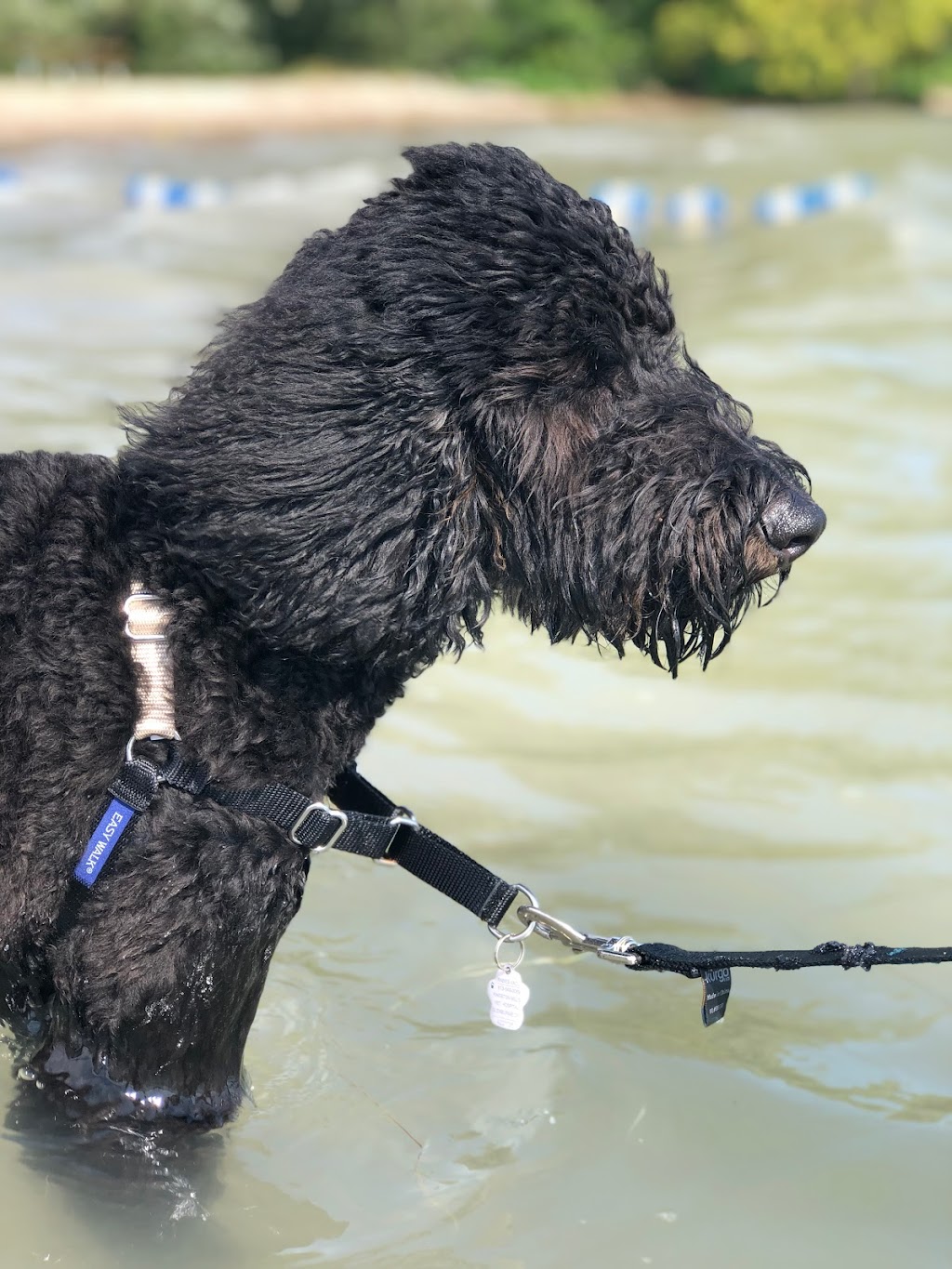 Woof-Tastic Doggie Care | 883 Percy Crescent, Kingston, ON K7M 4P3, Canada | Phone: (416) 820-3195