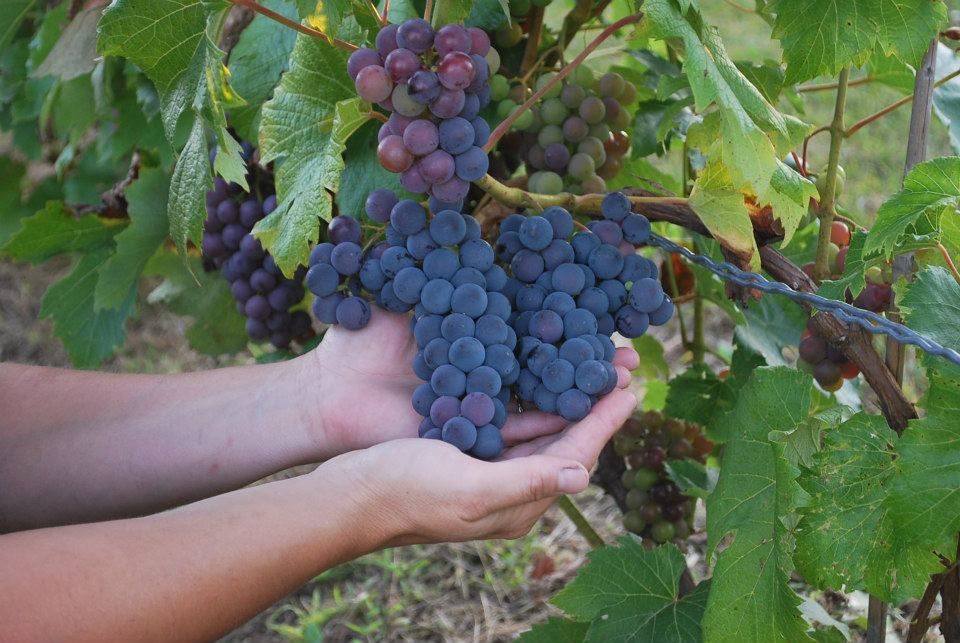 Vignoble Prémont | 2030 Rue Paul Lemay, Sainte-Angèle-de-Prémont, QC J0K 1R0, Canada | Phone: (819) 268-6094