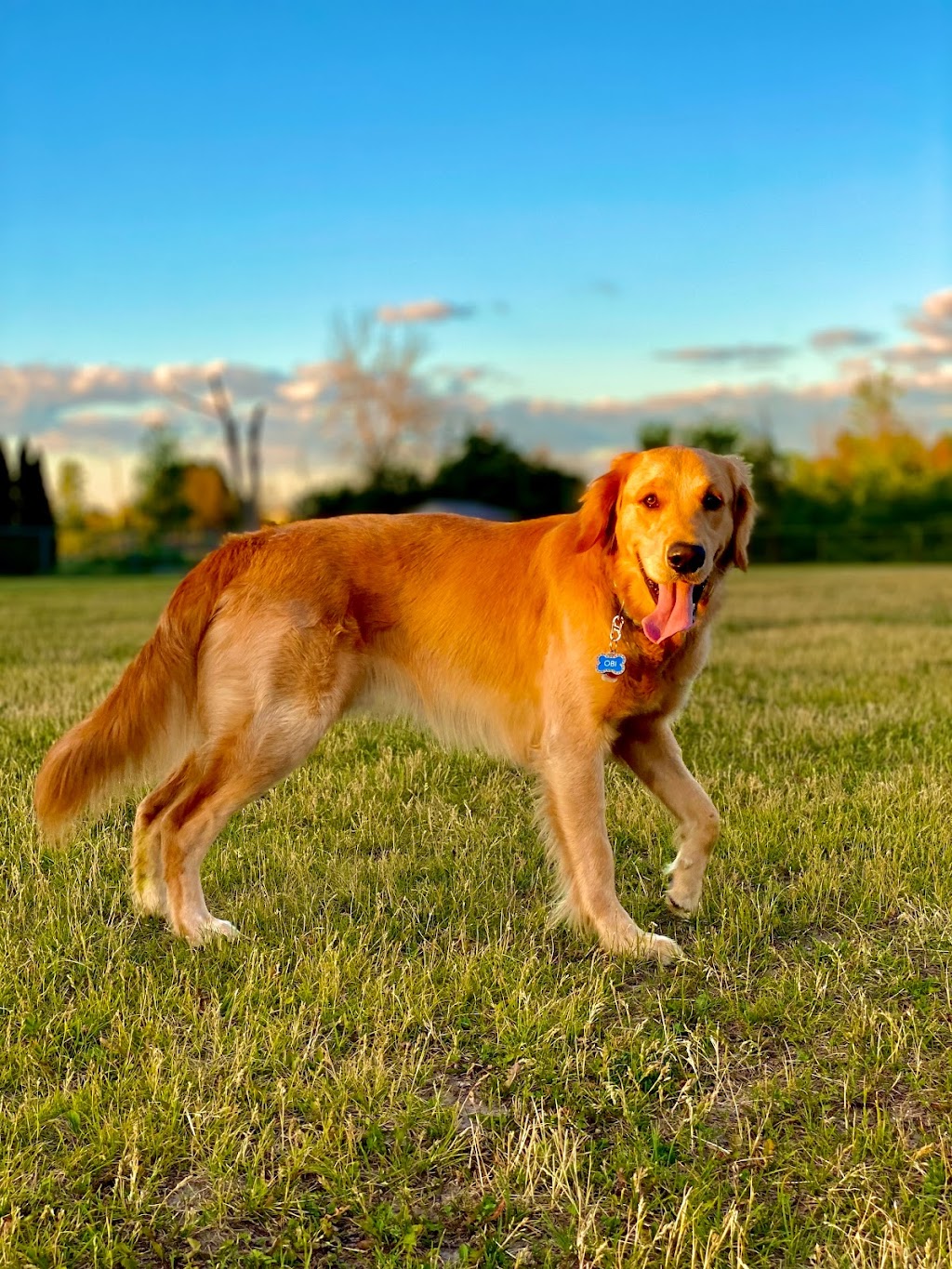 Happy Paws | 533 County Rd 4, Bath, ON K0H 1G0, Canada | Phone: (613) 572-0777