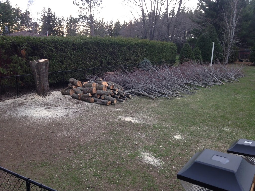Pro Tree Service | 8071 4 Line, Angus, ON L0M 1B0, Canada | Phone: (705) 424-1141