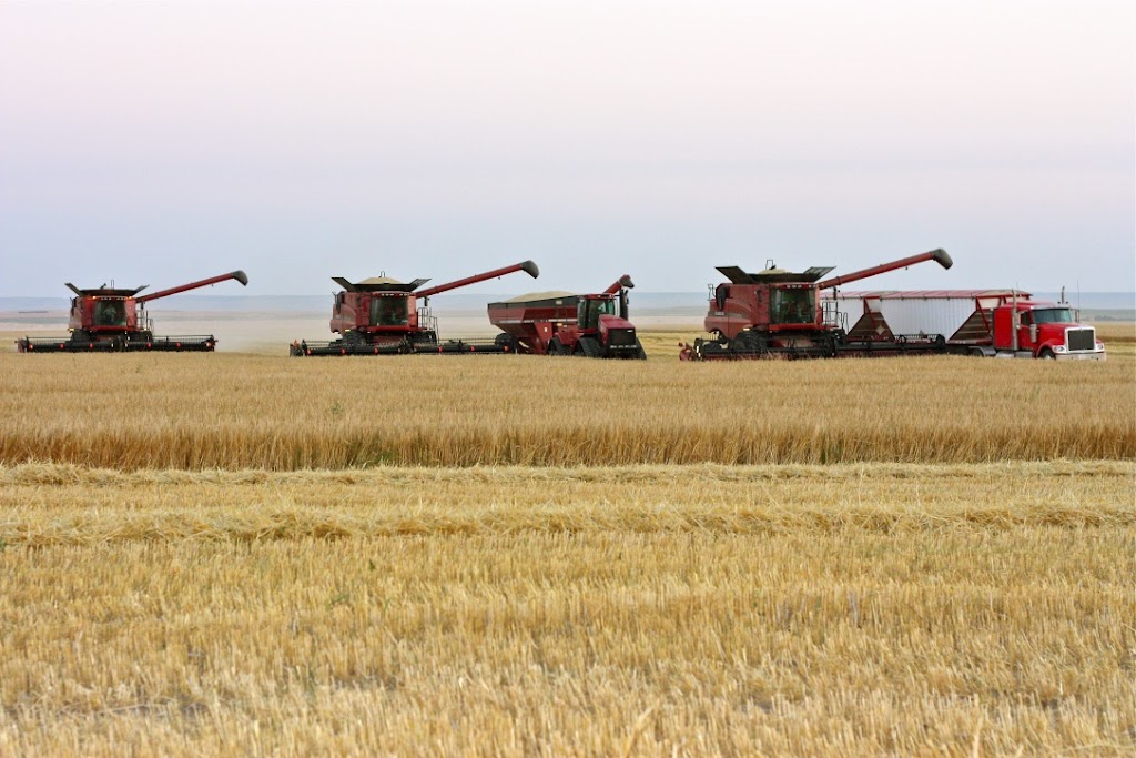 Nelson Family Ranches - Gravel | Box 388, Stirling, AB T0K 2E0, Canada | Phone: (403) 756-3099