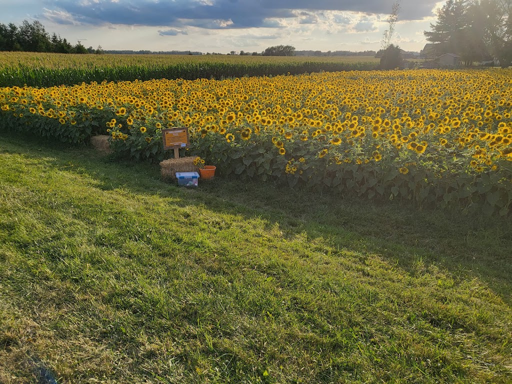 Sunflowers on 86 | 8670 Perth County Line 86, Listowel, ON N4W 3G8, Canada | Phone: (519) 588-4674