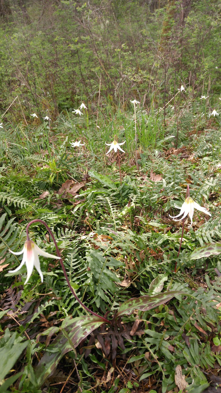Gore Nature Park | 1018 Greig Ave, Brentwood Bay, BC V8M 1J6, Canada