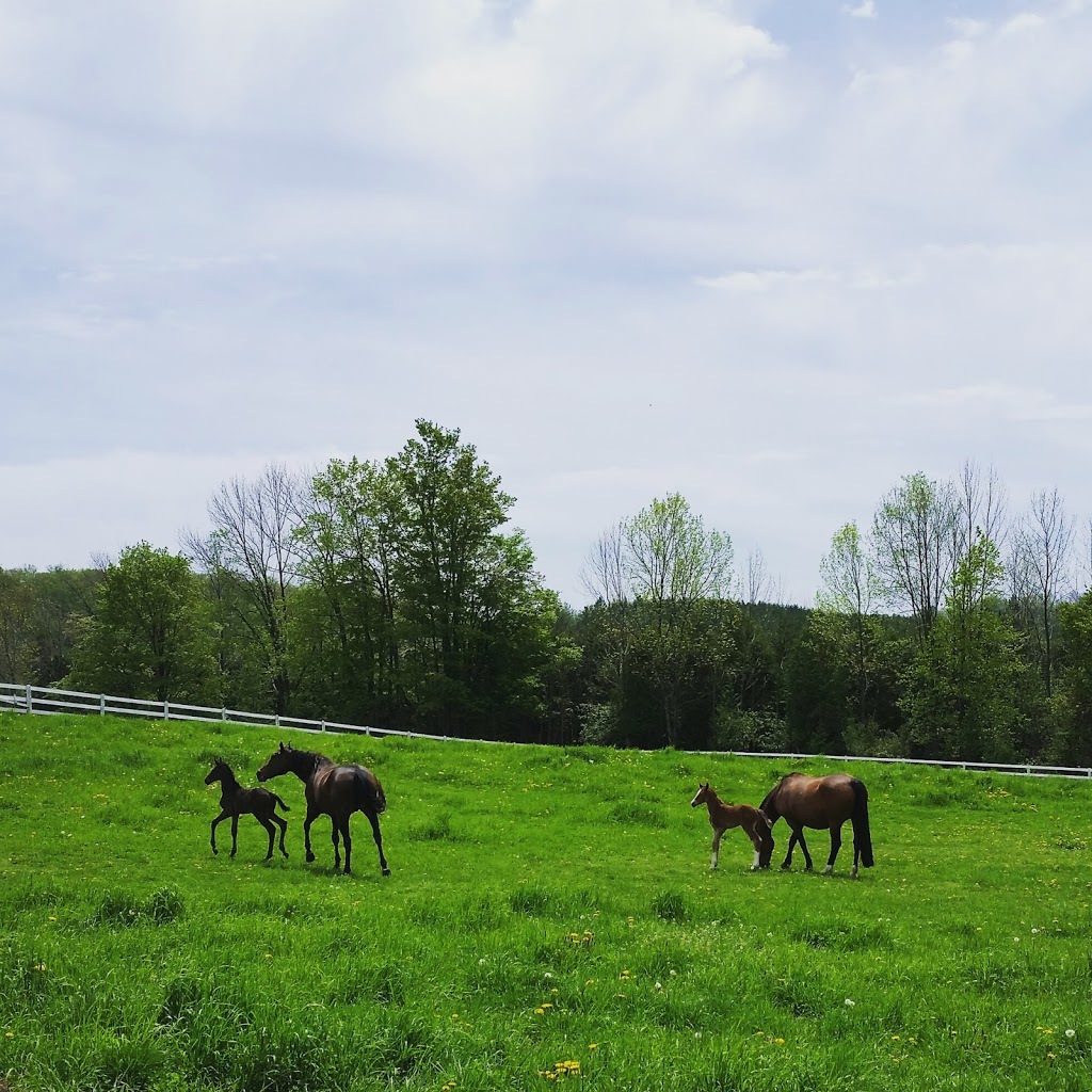 MacGregor Equestrian Farms Ltd. | 457272 8th Concession South, Chatsworth, ON N0H 1G0, Canada | Phone: (519) 794-0880