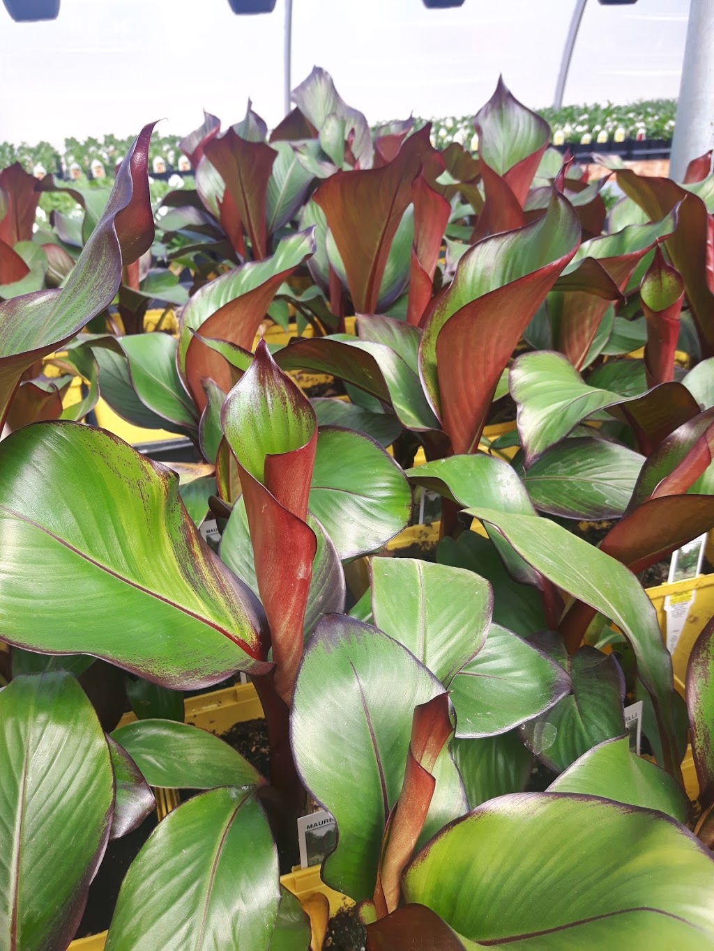 Friendly Flowers Garden Ctr | NE-15-22-2E, Arborg, MB R0C 0A0, Canada | Phone: (204) 376-2727