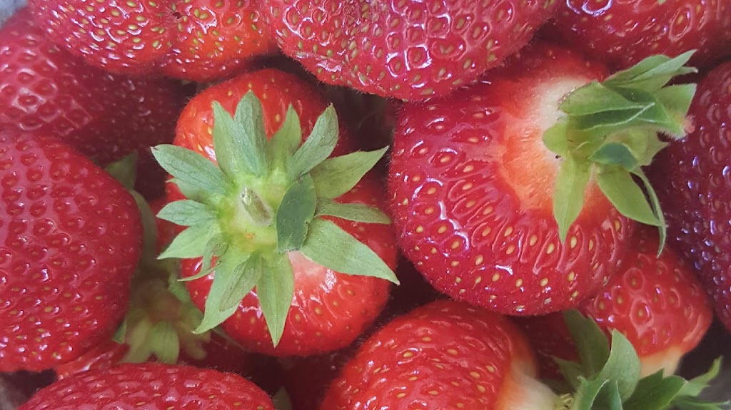 Shore Breeze Farm | 7533 PE-19, Bonshaw, PE C0A 1C0, Canada | Phone: (902) 393-2033
