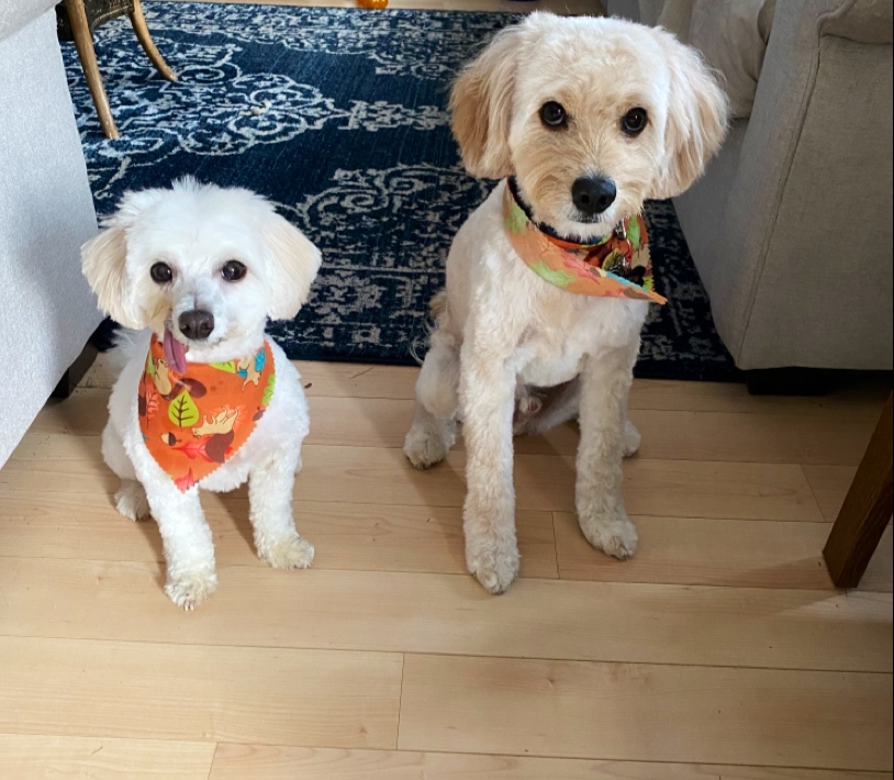 Gone With The Dogs | 2 Glenabbey Dr, Oshawa, Courtice, ON L1E 1C1, Canada | Phone: (905) 404-8746