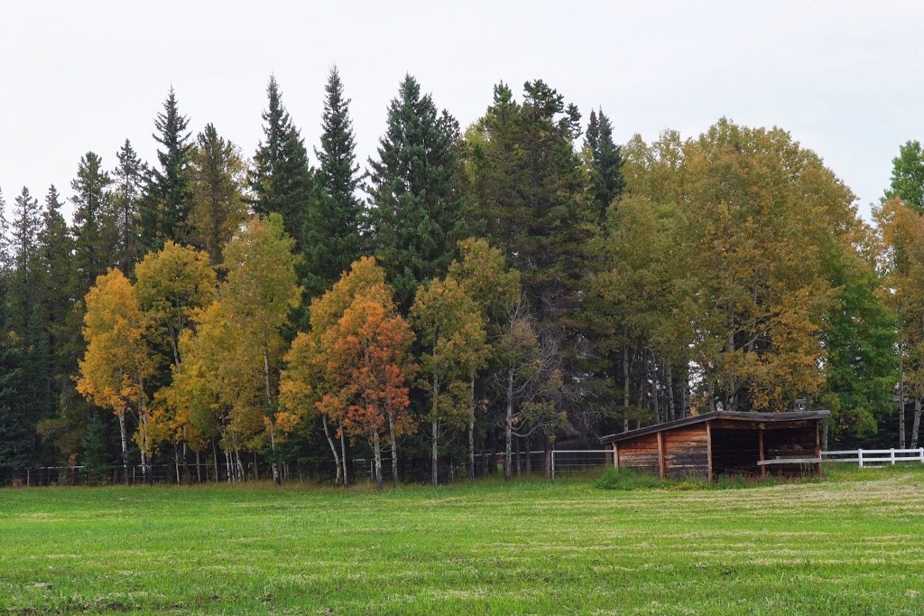 Folk Tree Lodge | 146212 HIghway 762, Bragg Creek, AB T0L 0K0, Canada | Phone: (403) 949-4120