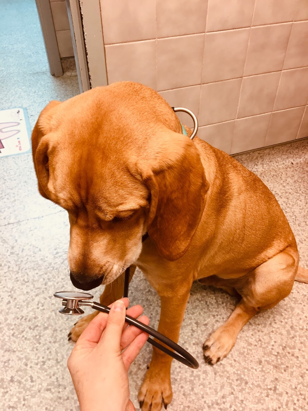 Waterdown Animal Hospital | 245 Dundas St E, Hamilton, ON L8B 0E9, Canada | Phone: (905) 689-5397