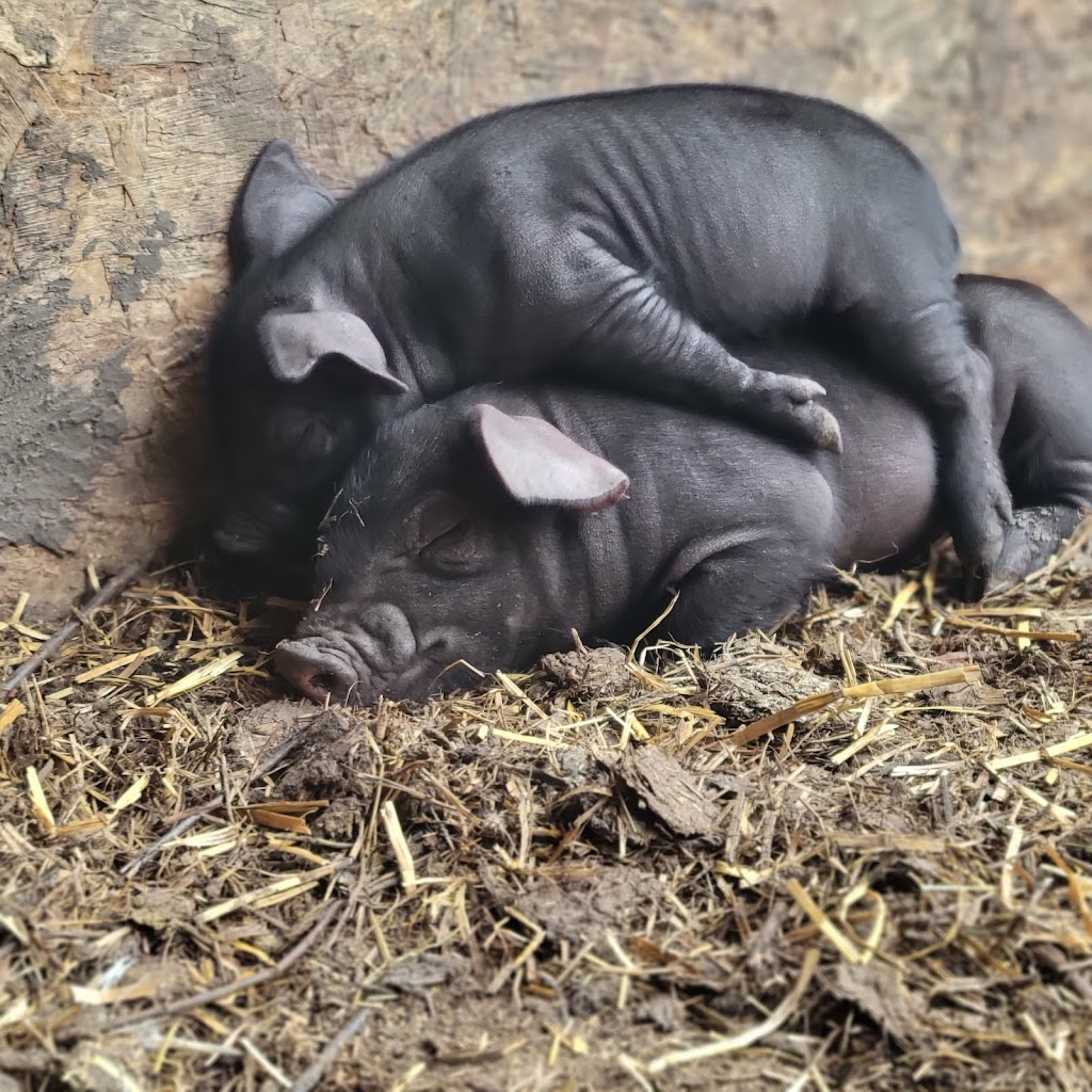 Hogs and Horns Homestead | Range Rd 133, Minburn County No. 27, AB T0B 2S0, Canada | Phone: (403) 796-7407
