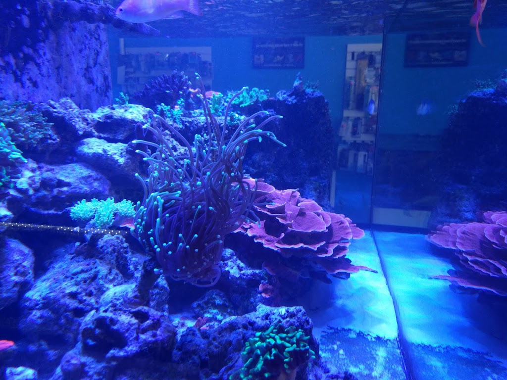 Coral Sea Aquatics | 5421 S Abbott Rd, Orchard Park, NY 14127, USA | Phone: (716) 202-1165