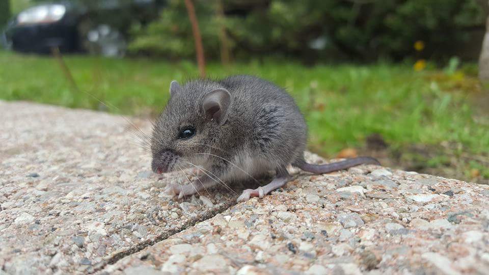 Apex Wildlife & Pest Control Ltd | 30 Alphonsus Ct, Tottenham, ON L0G 1W0, Canada | Phone: (647) 988-5034