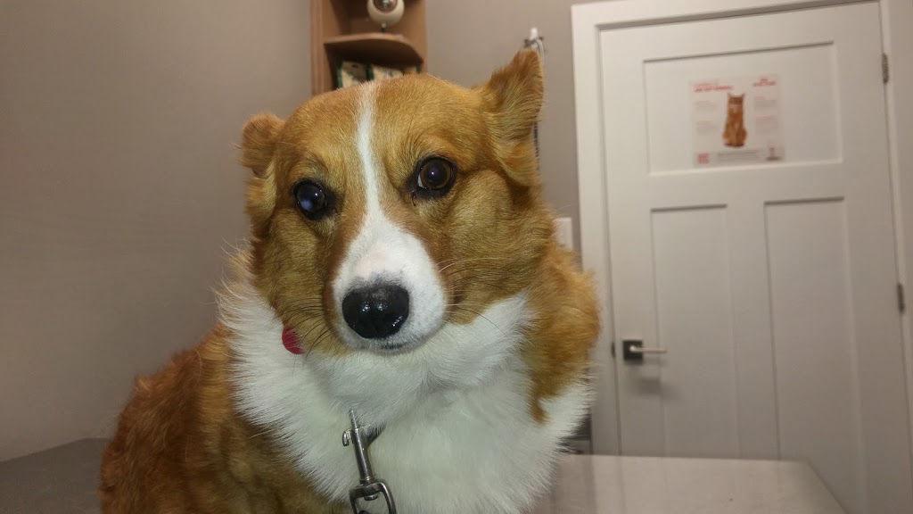 Mississippi Mills Animal Hospital | 497 Ottawa St, Almonte, ON K0A 1A0, Canada | Phone: (613) 256-8000