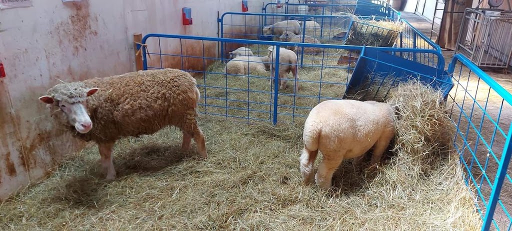 Lismore Sheep Farm & Wool Shop | 1389 Louisville Rd, River John, NS B0K 1N0, Canada | Phone: (902) 351-2594
